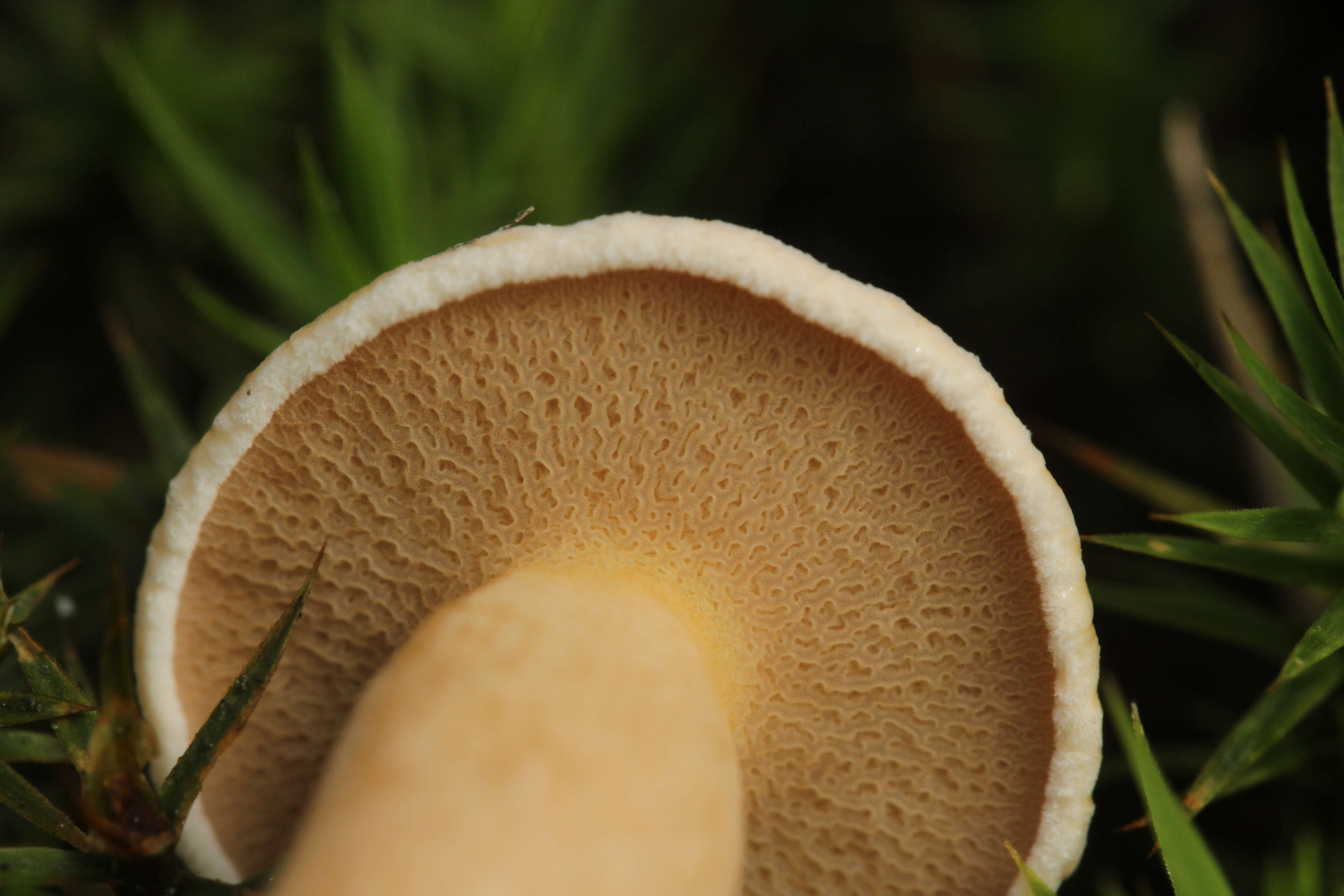 Image of Suillus bovinus (L.) Roussel 1796