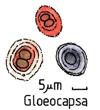 Image of Gloeocapsa Kützing 1843