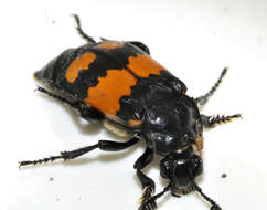 Image of Boreal Carrion Beetle