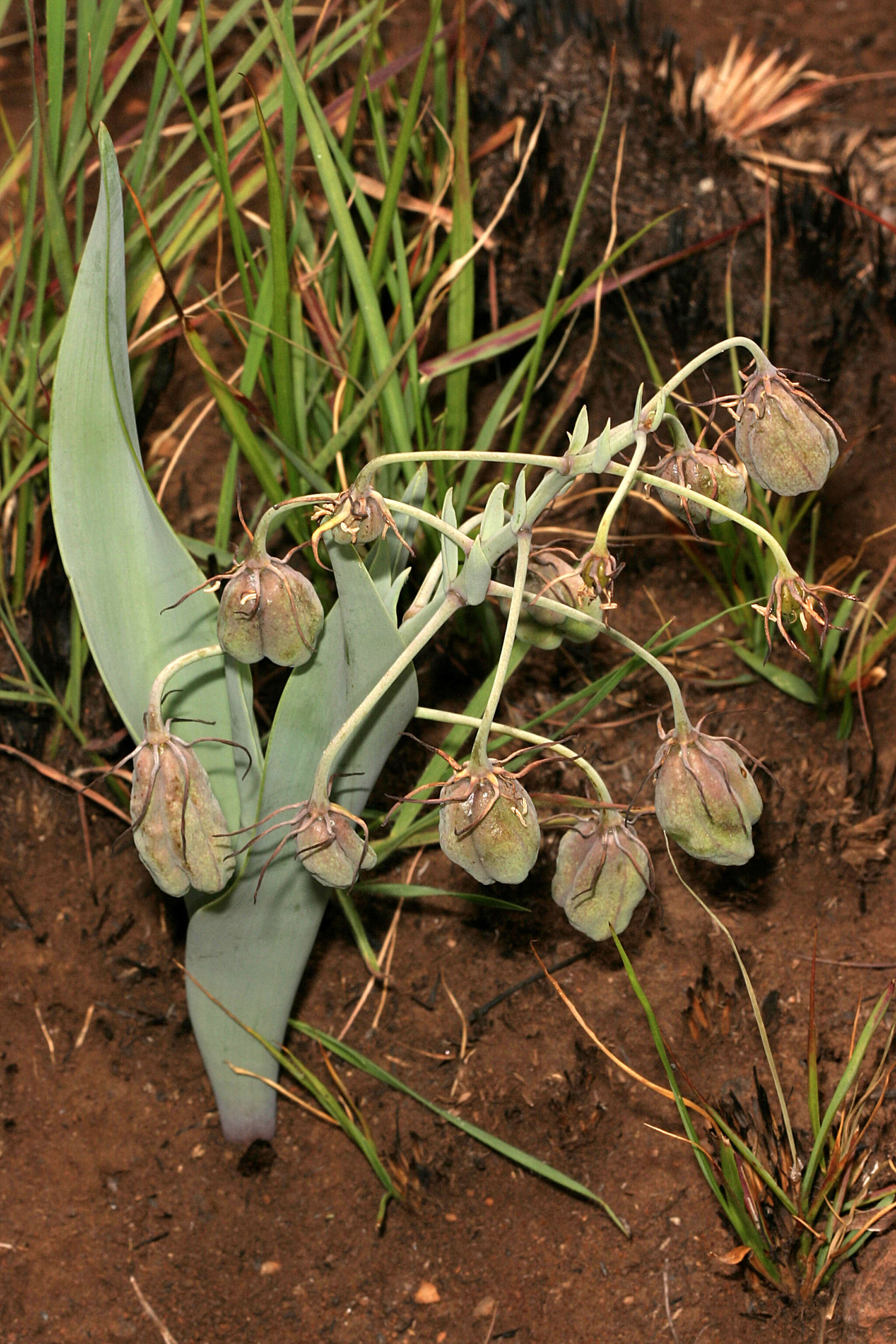 Image of Bird's tongue