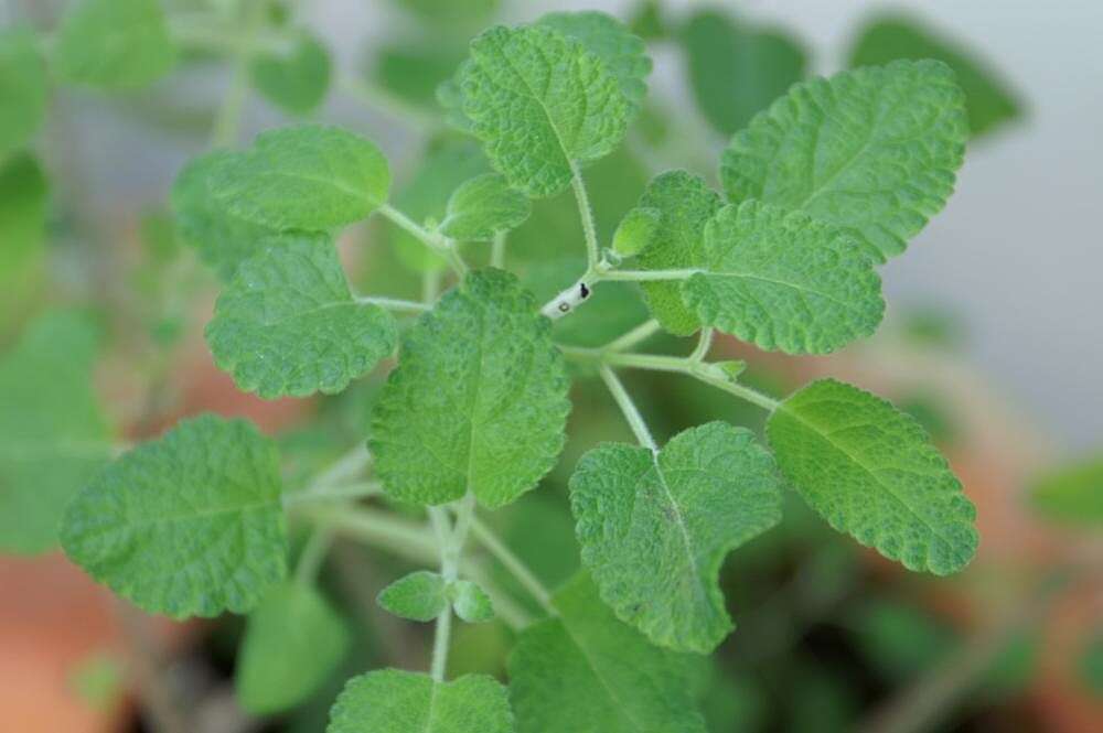 Imagem de Salvia melissodora Lag.