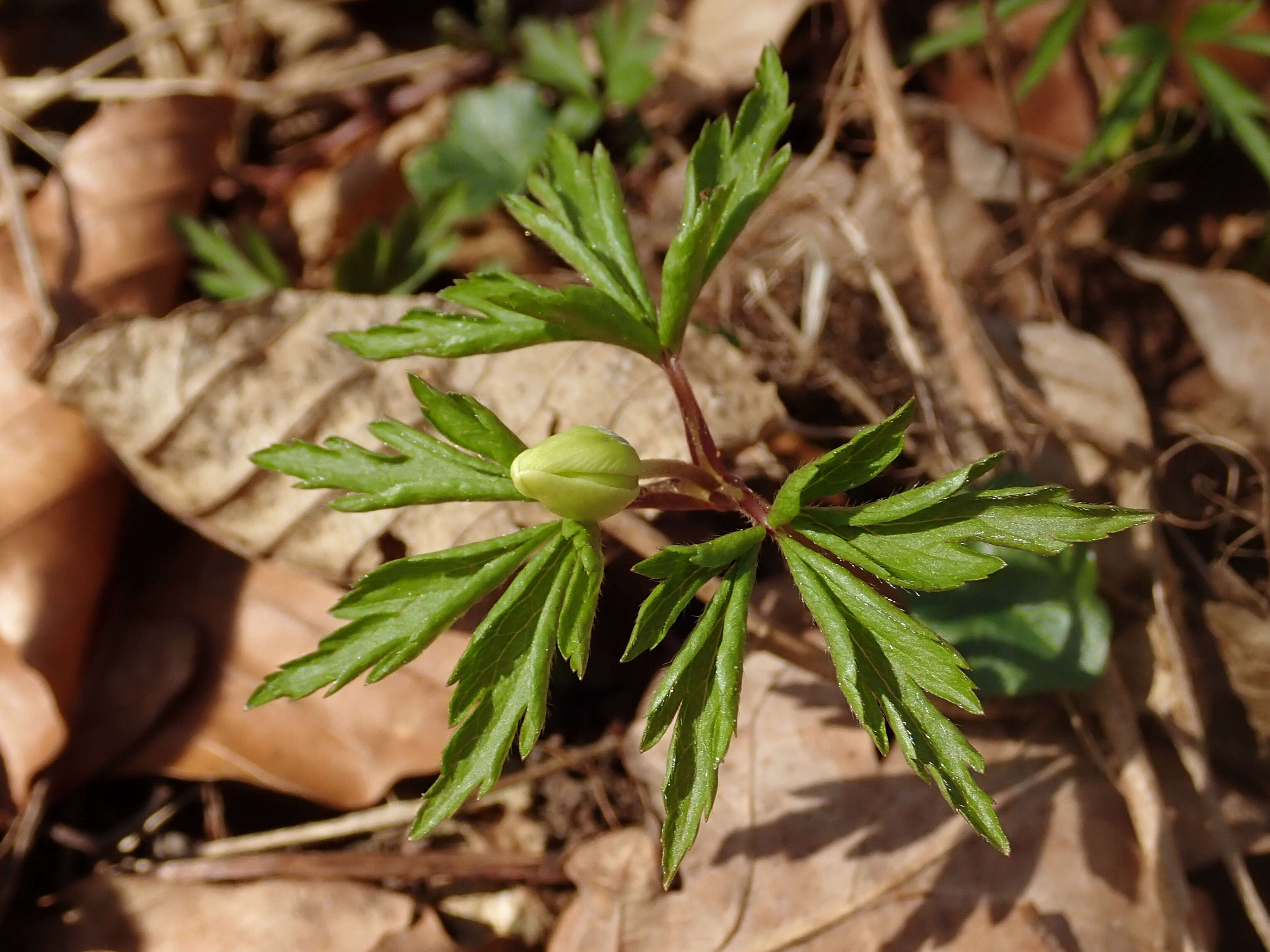 Image of European thimbleweed