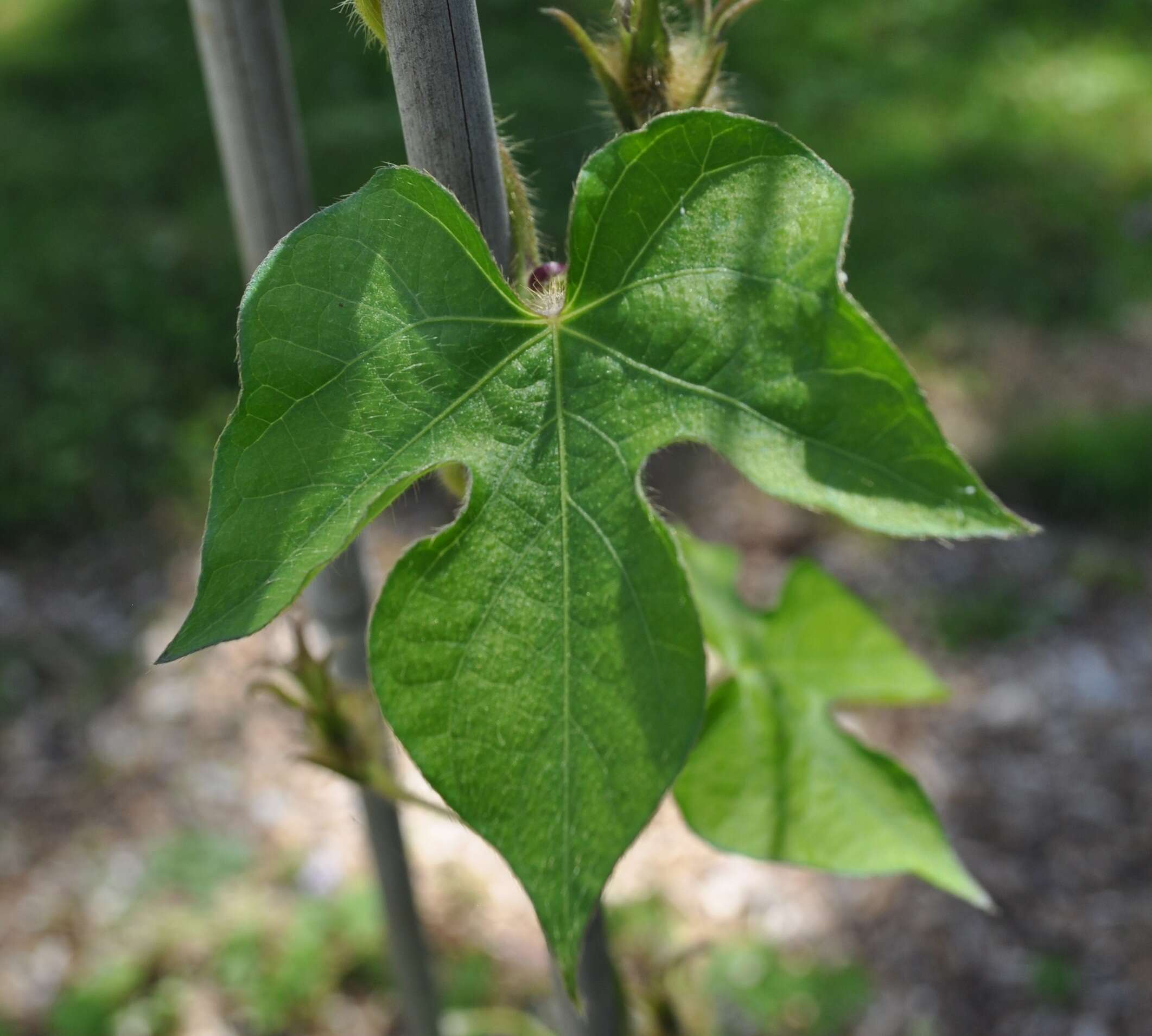 Image of Ivyleaf morning-glory