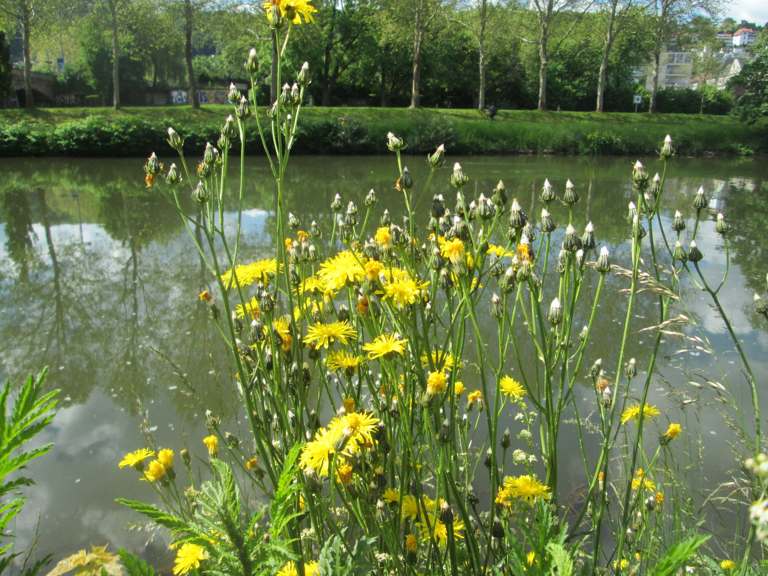 Image of rough hawksbeard