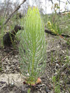 Image of Leucadendron platyspermum R. Br.