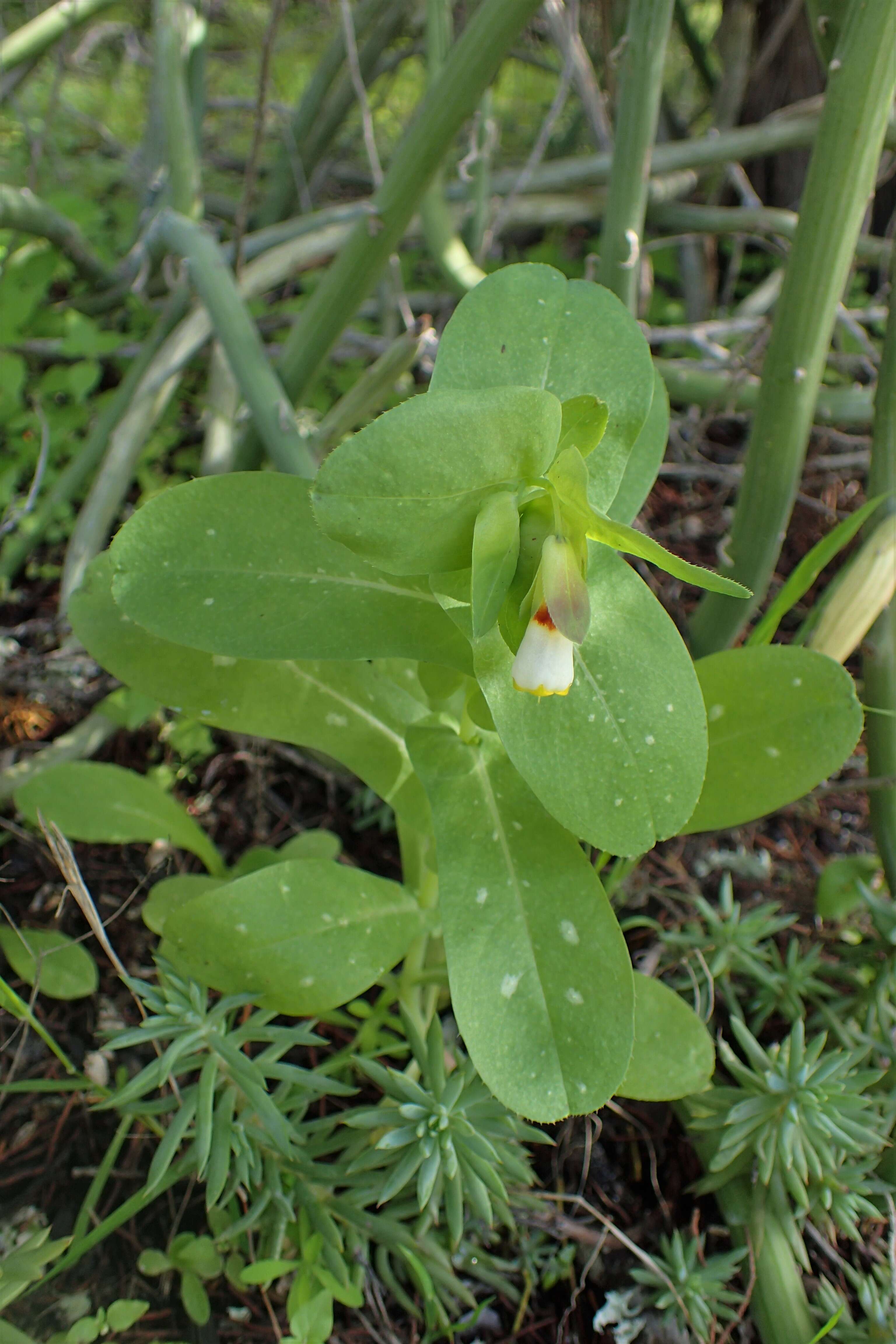 Cerinthe major L. resmi