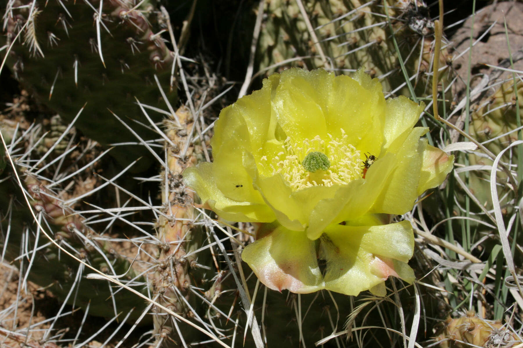 Image of Panhandle Prickly-pear