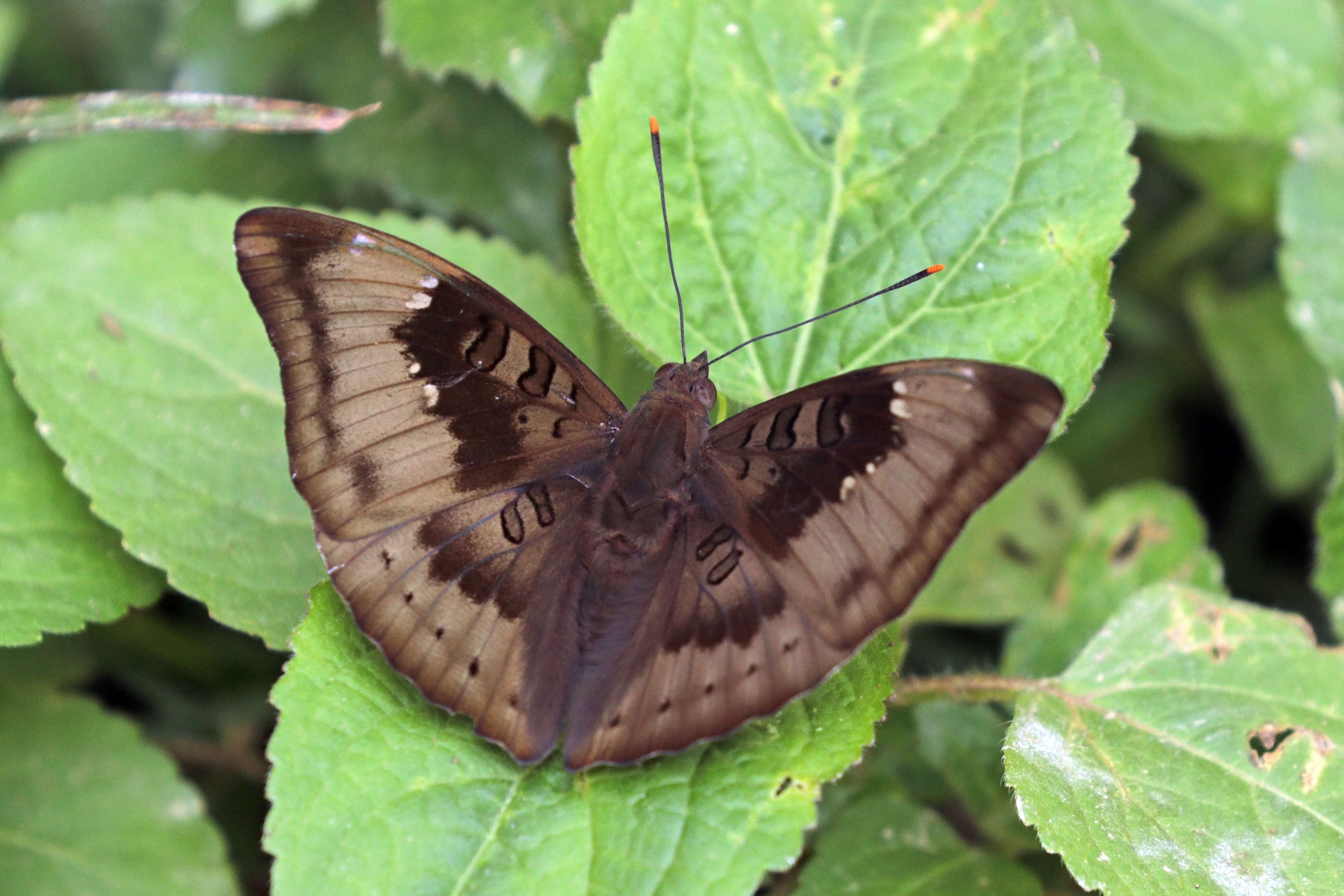 Image of Euthalia aconthea Cramer 1779