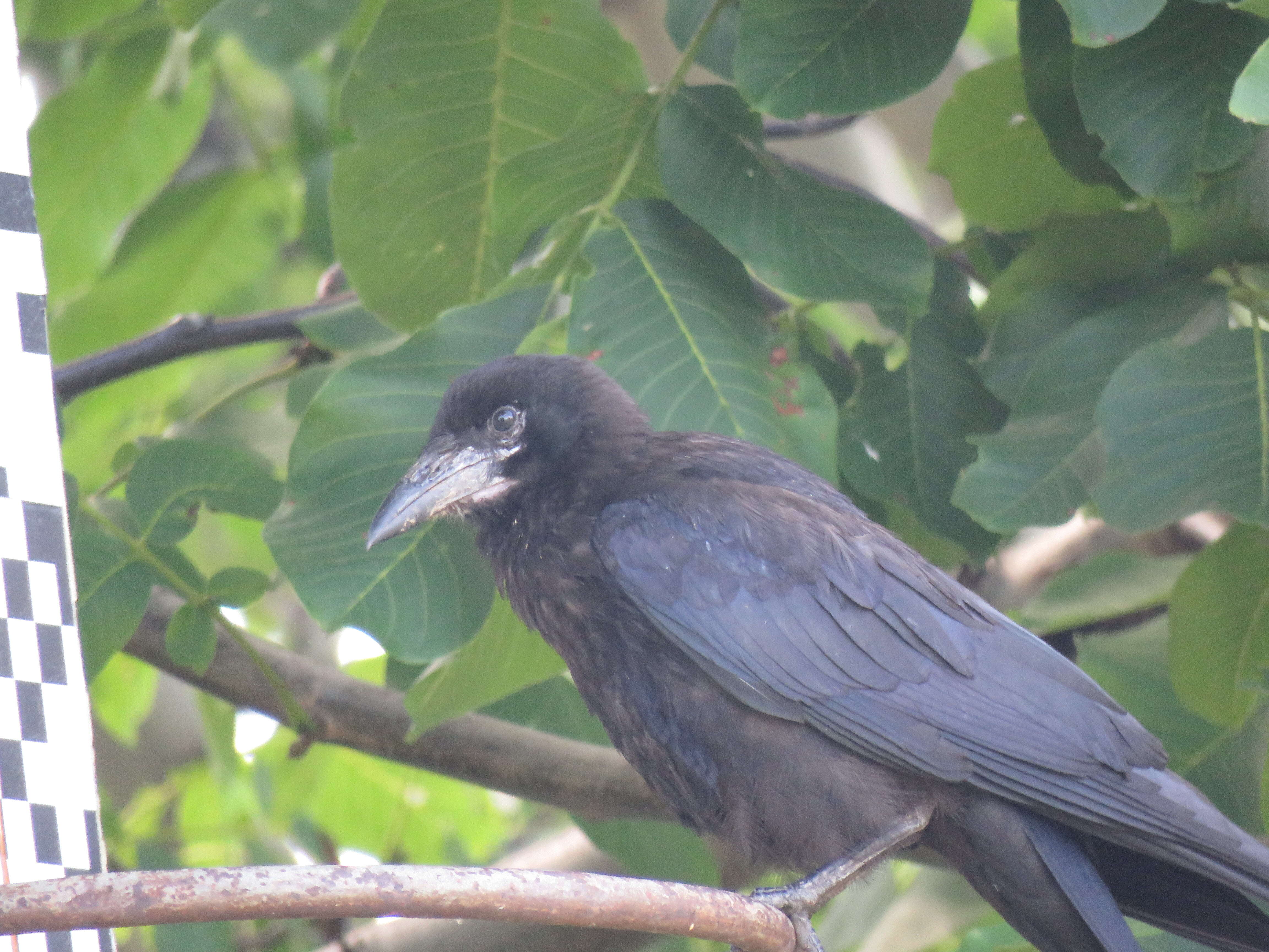 Imagem de Corvus frugilegus Linnaeus 1758