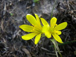 Image of star of Bethlehem