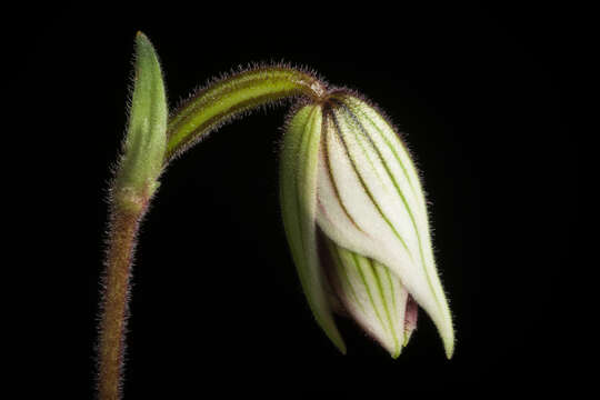 Image of Purple Paphiopedilum