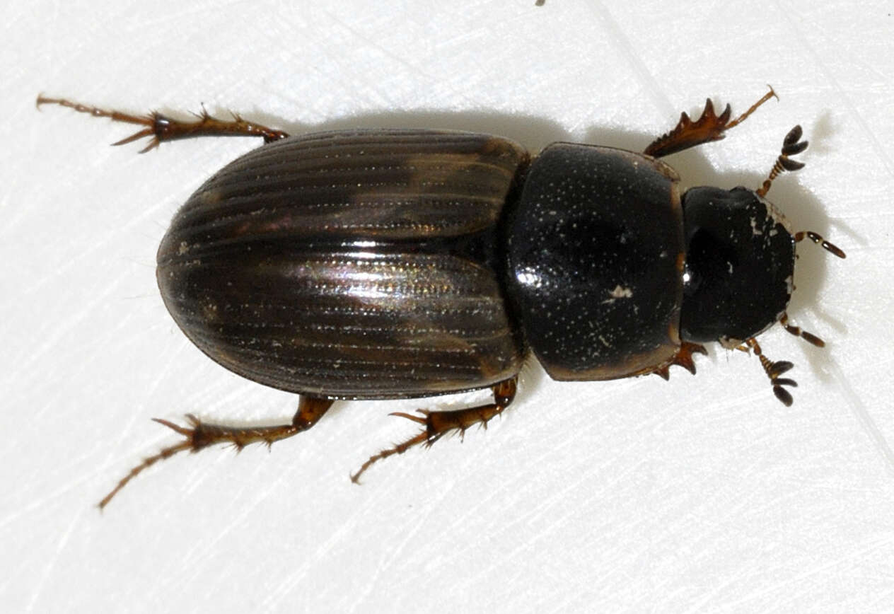 Image of Aphodius prodromus