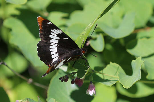 Image of Lorquin's Admiral