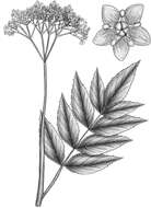 Image of Sambucus australis Cham. & Schltdl.