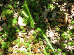 Image of foxtail clubmoss