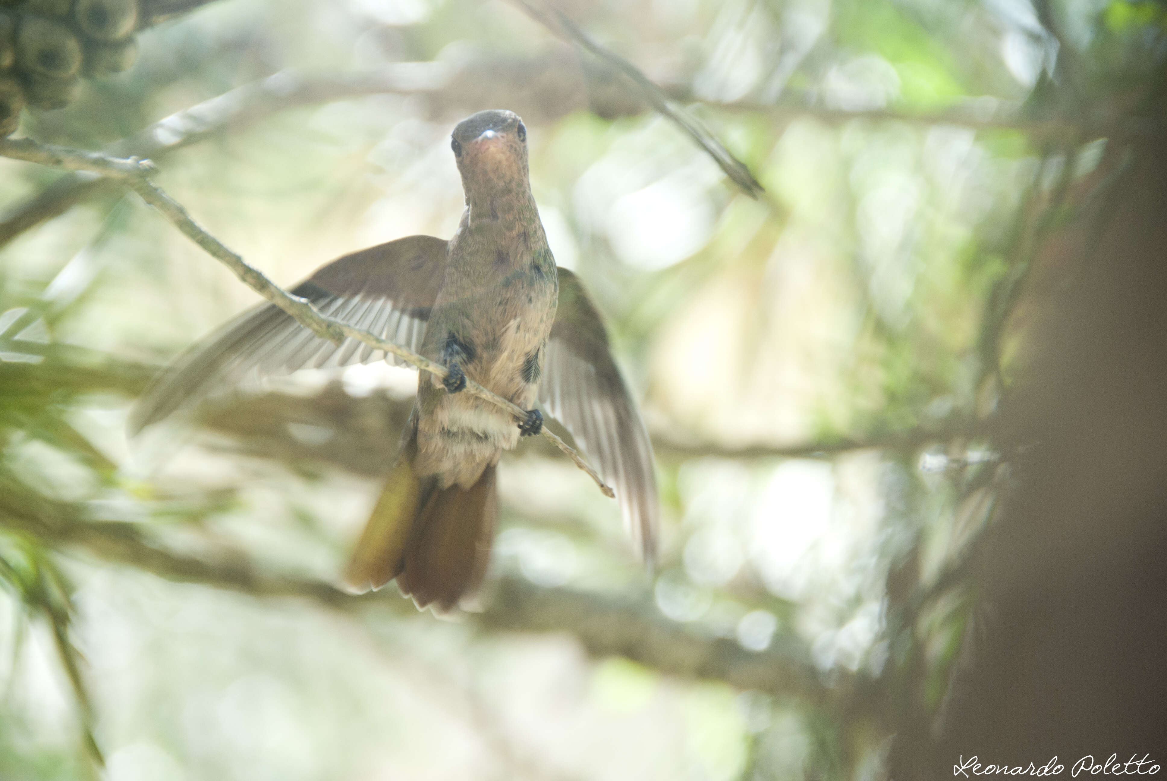 Image of Gilded Hummingbird