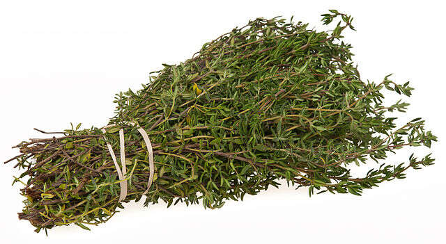 Image of Common Thyme