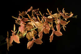 Image of Red Vanda Orchid