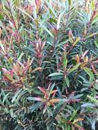 Syzygium pondoense Engl. resmi