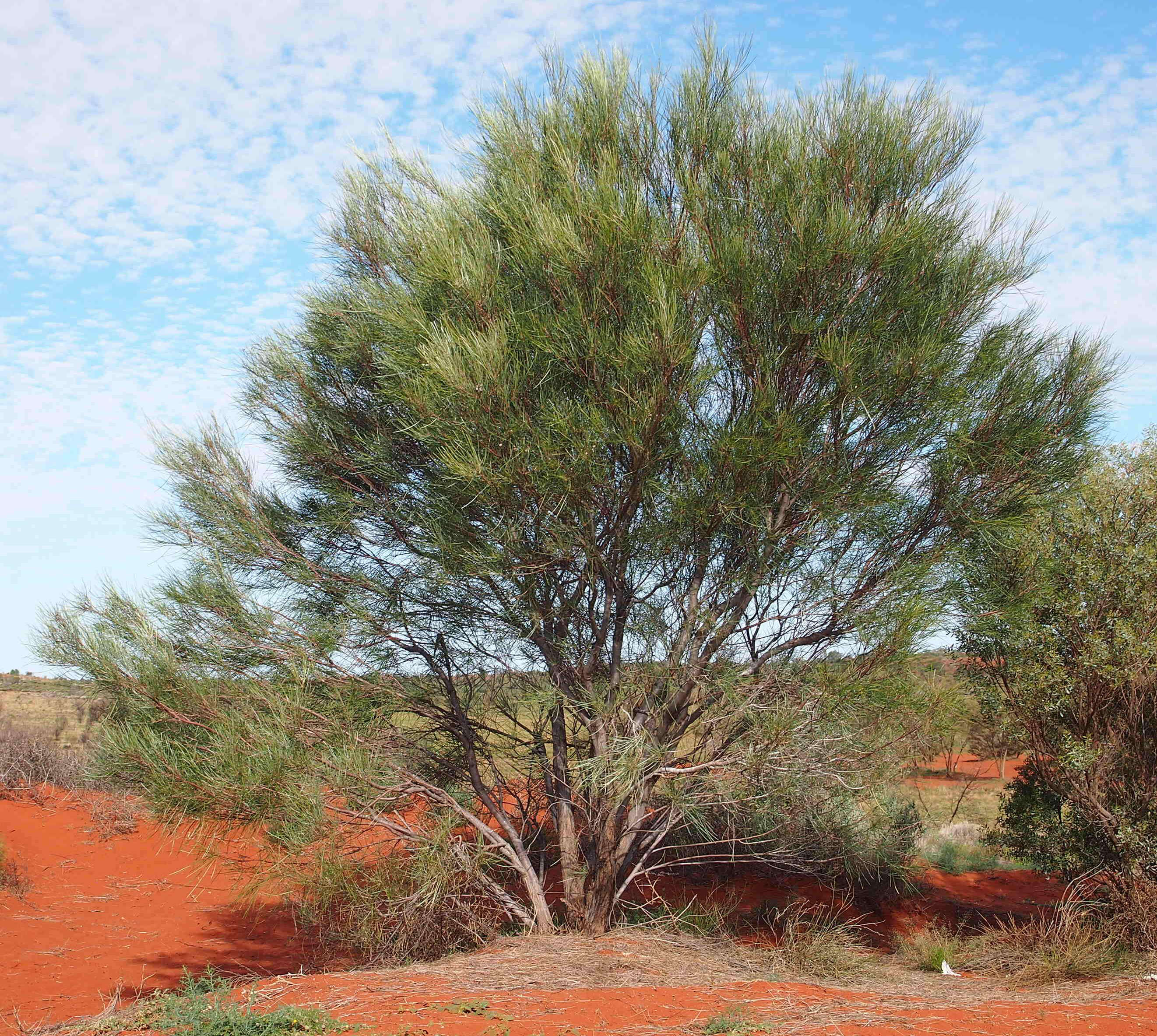 Image of Grevillea stenobotrya F. Müll.