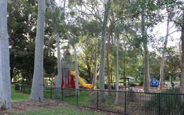 Image of lemonscented gum