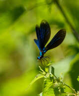 Image of Beautiful Demoiselle