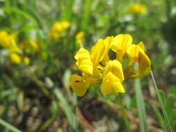 Imagem de Hippocrepis comosa L.