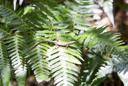 Image of Kuhne’s Grass Lizard