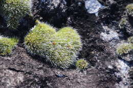 Image of pulvinate dry rock moss