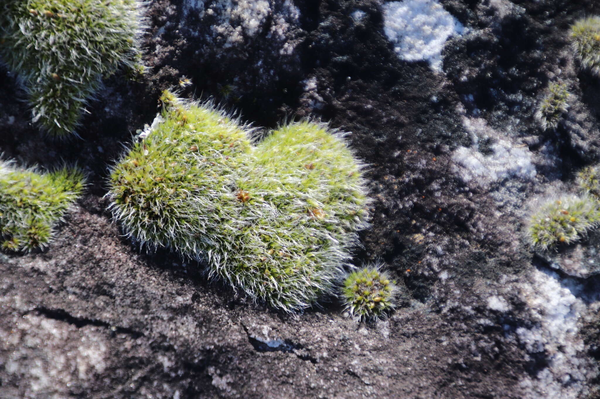 Image of pulvinate dry rock moss