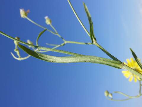 Image of narrowleaf hawksbeard