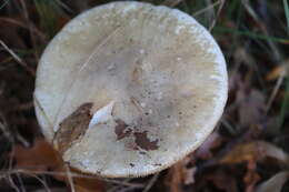 Image of Death cap