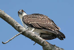 Image of ospreys