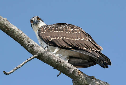 Image of ospreys