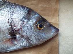 Image of Porgy