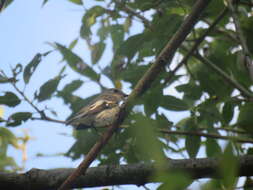 Image of Collared Flycatcher