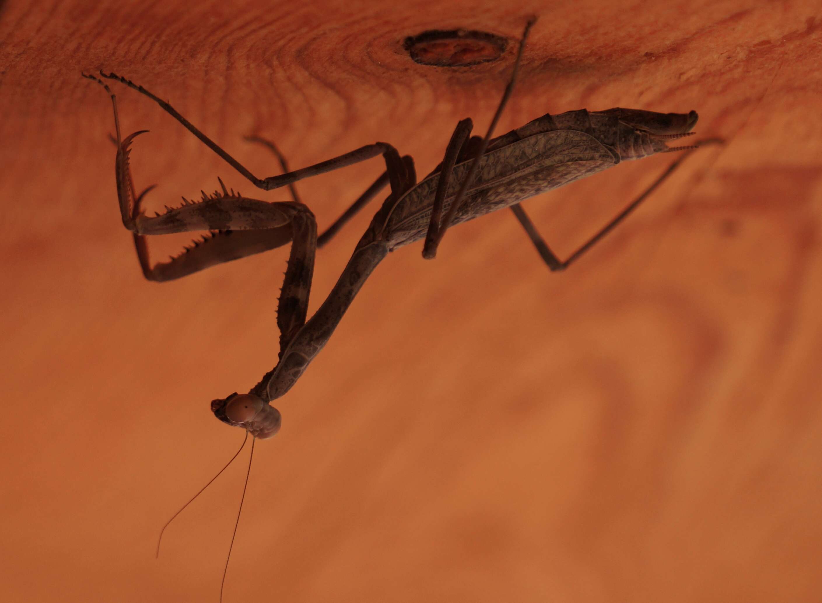 Image of Stagmomantis