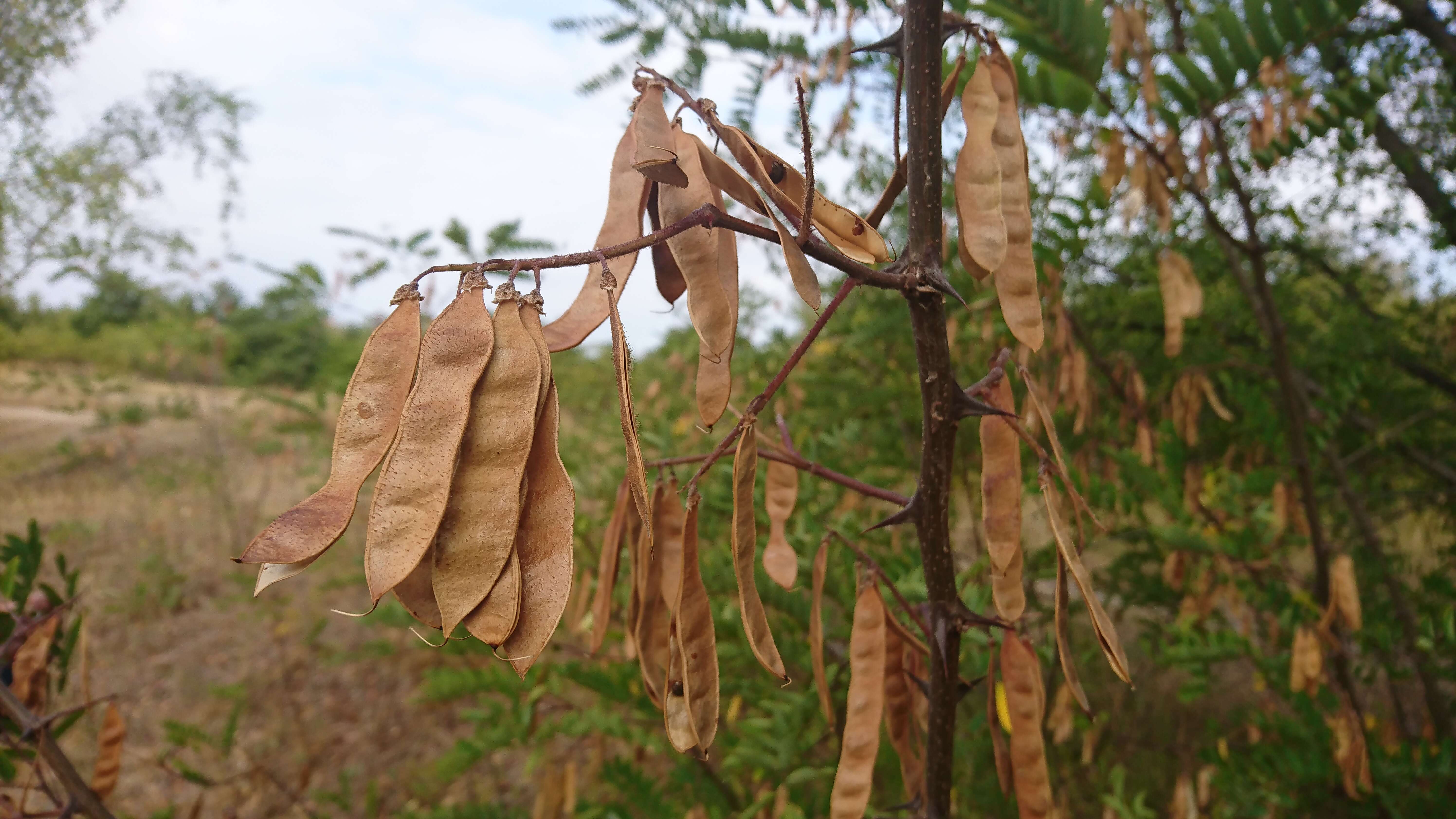 Image of black locust