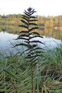 Image of Marsh Fern