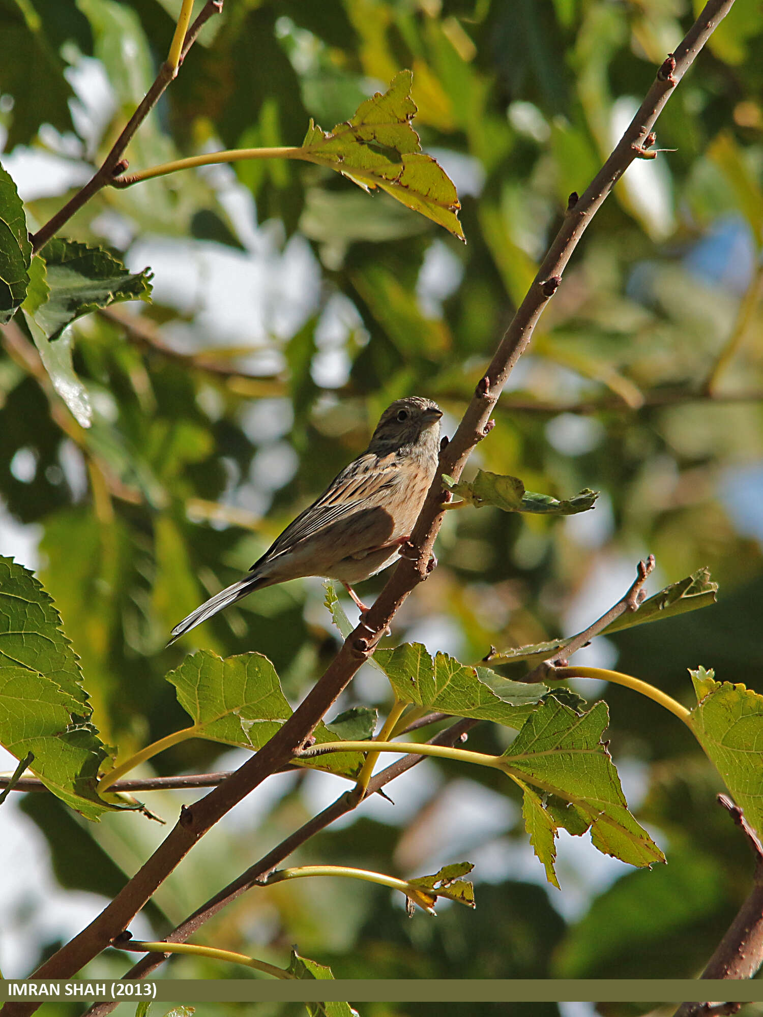 Image of European Rock Bunting