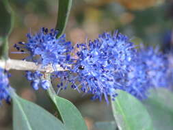 Слика од Memecylon umbellatum Burm. fil.