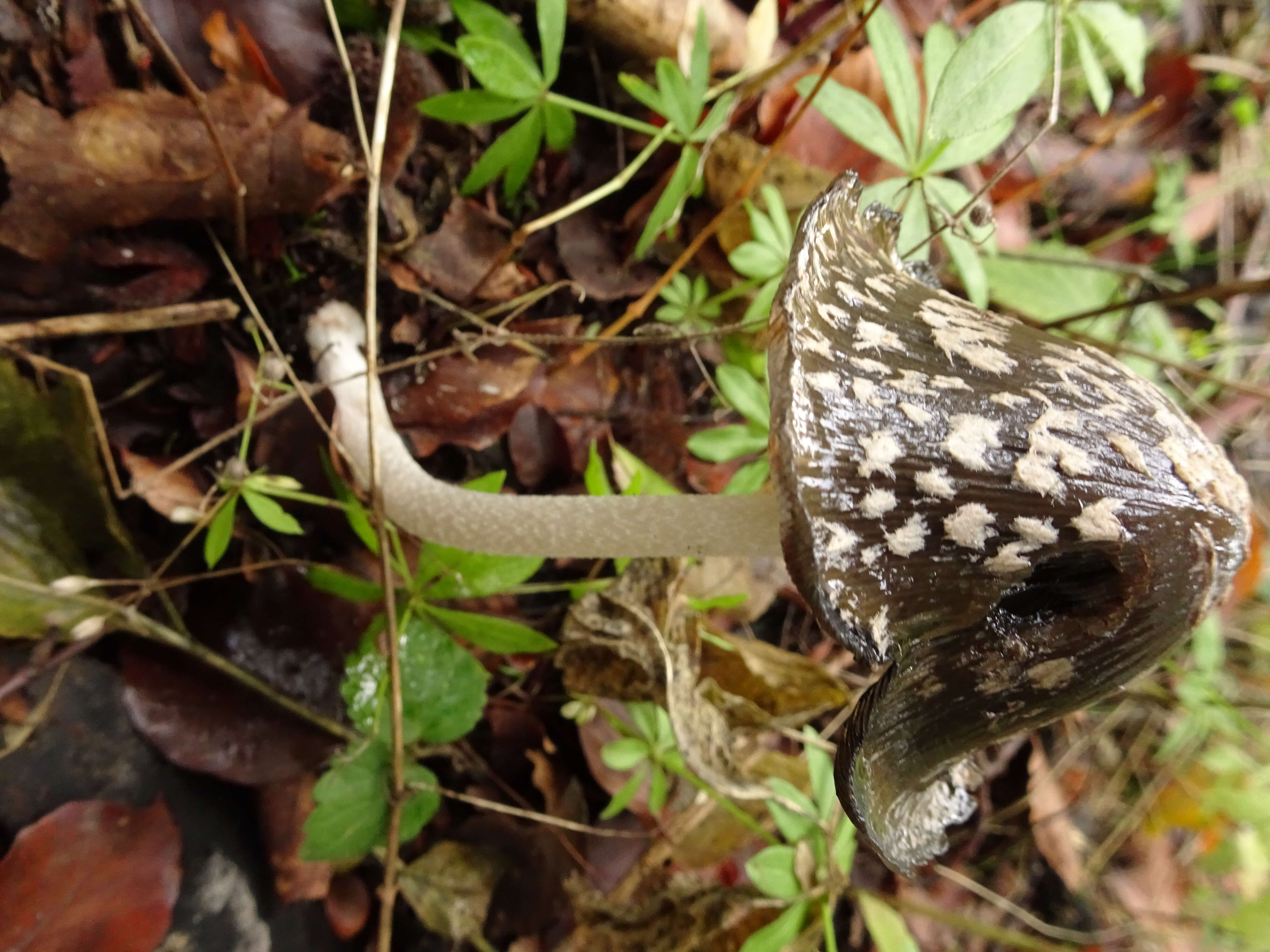 Imagem de Coprinopsis picacea (Bull.) Redhead, Vilgalys & Moncalvo 2001