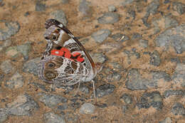 Image of Vanessa virginiensis