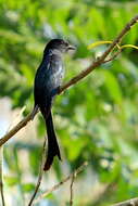 Image of Fork-tailed Drongo-Cuckoo