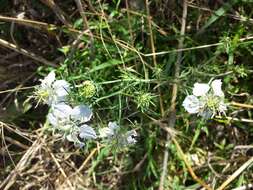 Nigella arvensis L. resmi