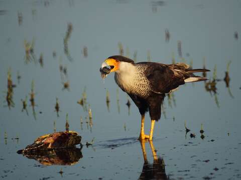 Image of Caracara Merrem 1826