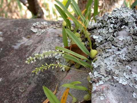 Image of Bulbophyllum parviflorum C. S. P. Parish & Rchb. fil.