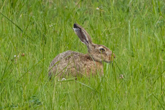 Image of brown hare, european hare