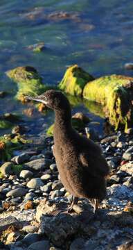 Image of Imperial Shag