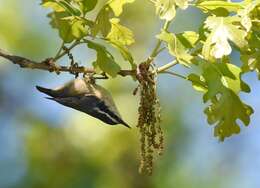 Image of Red-breasted Nuthatch